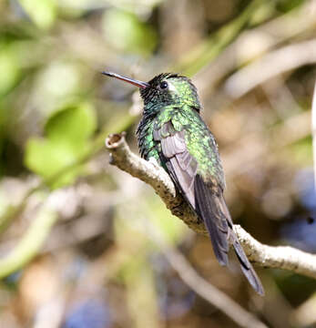 Image of Chlorostilbon ricordii