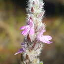 Plancia ëd Stachydeoma graveolens (Chapm. ex A. Gray) Small