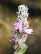 Image of mock pennyroyal