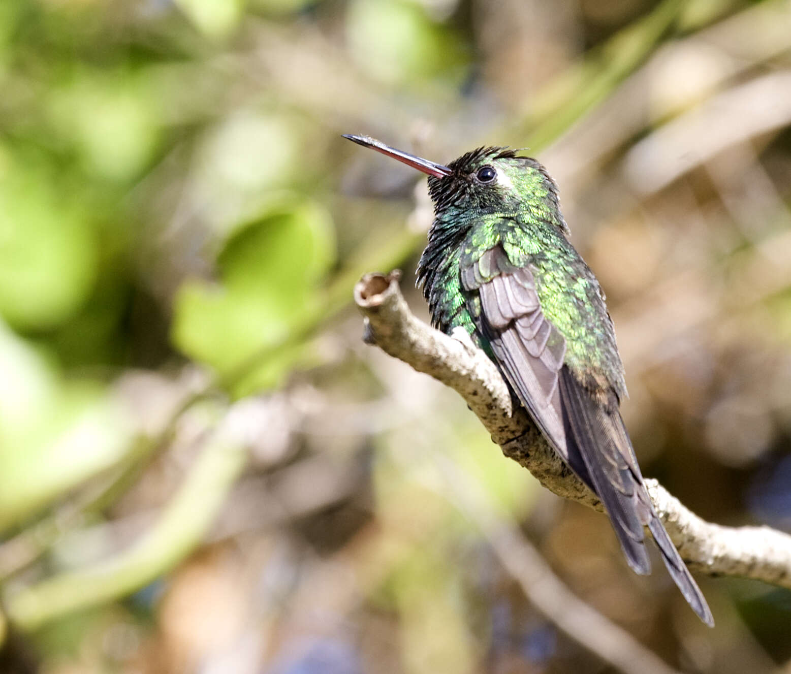 Chlorostilbon ricordii resmi