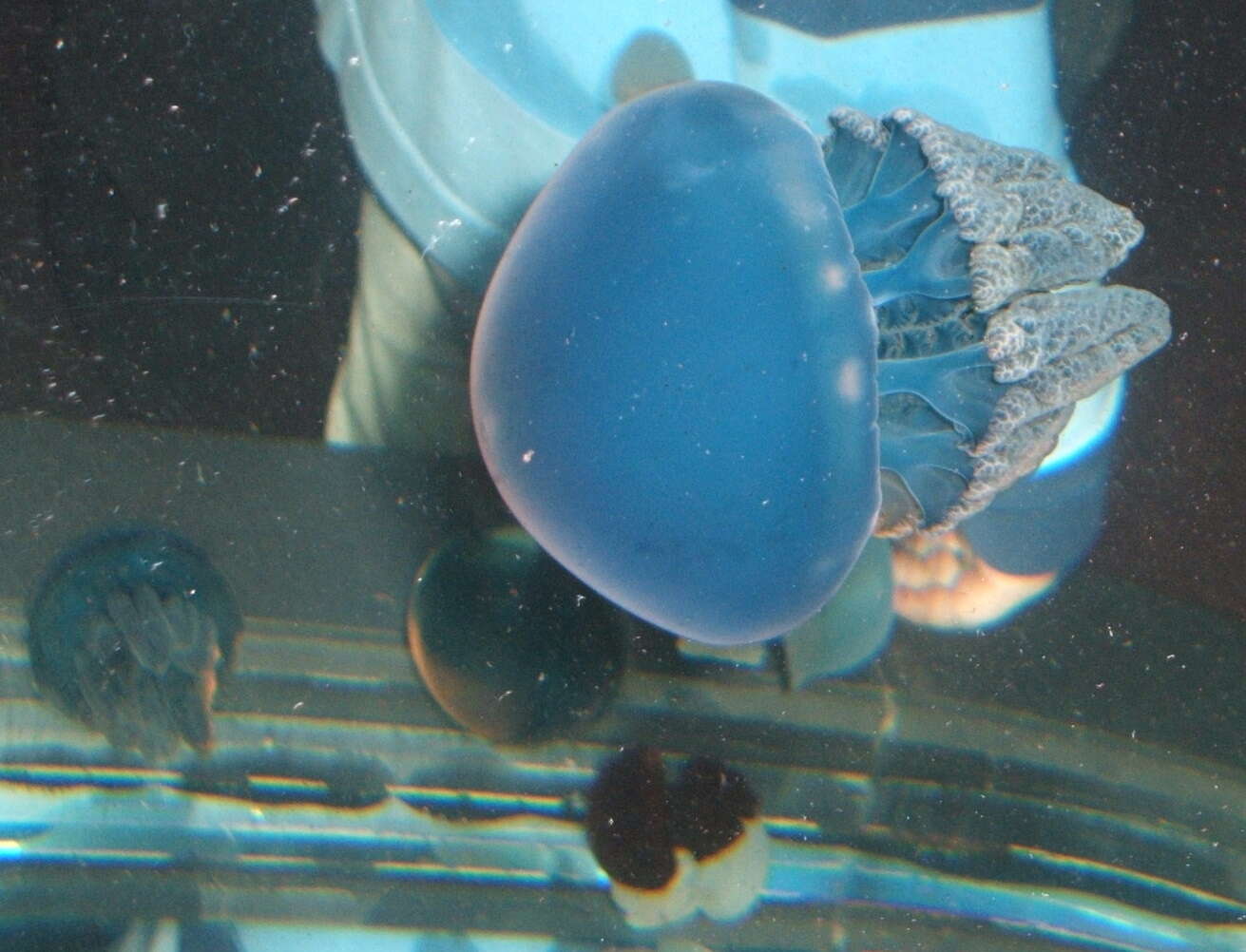 Image of Jelly Blubber