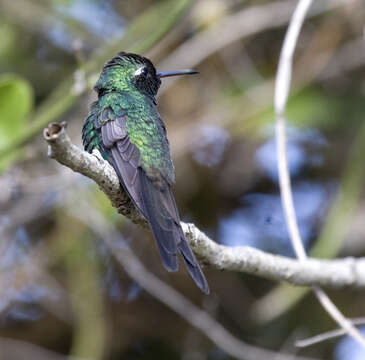 Image of Chlorostilbon ricordii