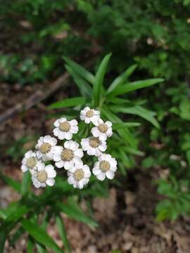 Image of Achillea biserrata M. Bieb.