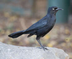 Image of Greater Antillean Grackle