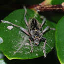 Image of lemon tree borer