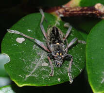 Image of lemon tree borer