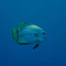 Image of Golden batfish