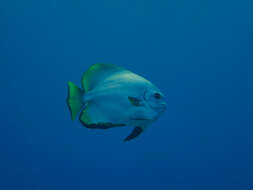 Image of Golden batfish