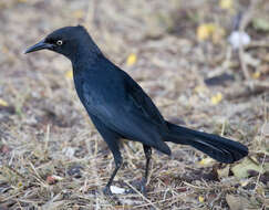 Image of Greater Antillean Grackle