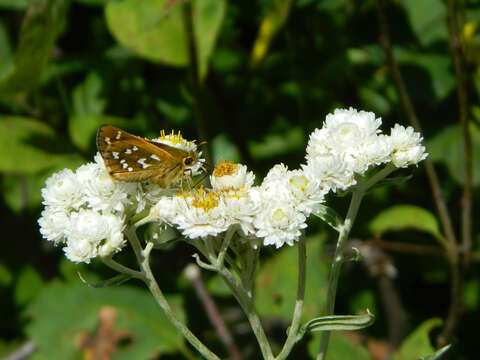 Image of Hesperia comma laurentina Lyman 1892