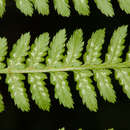 Image of Lady-fern