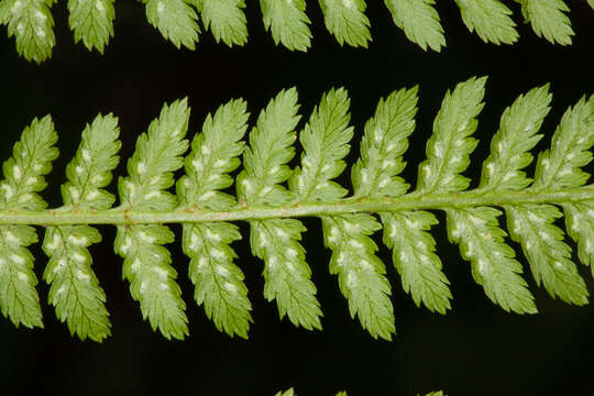 Image of Lady-fern