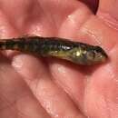 صورة Etheostoma lynceum Hay 1885