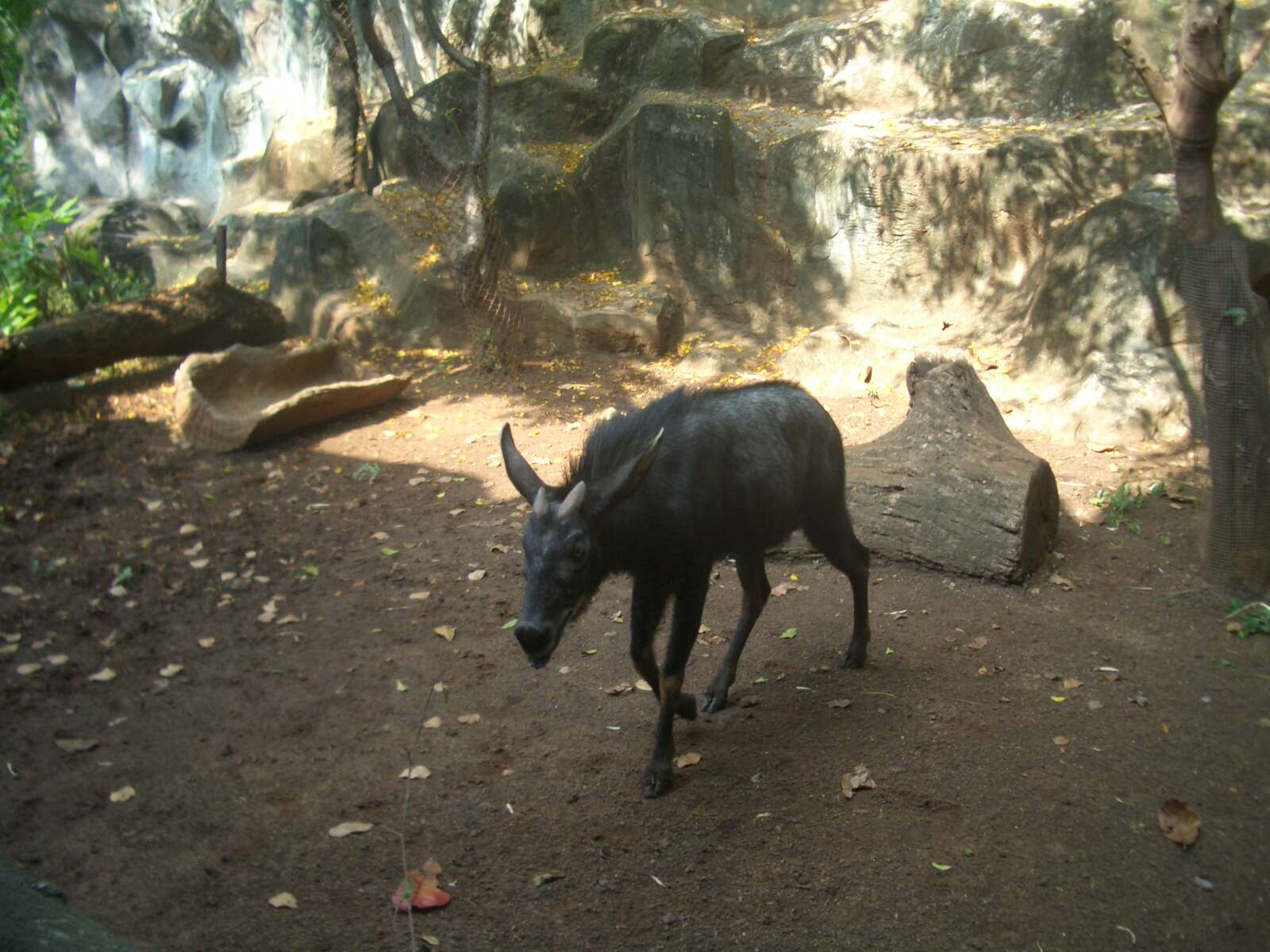 Image of Sumatran serow