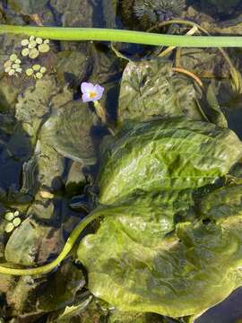 Image of Duck-Lettuce