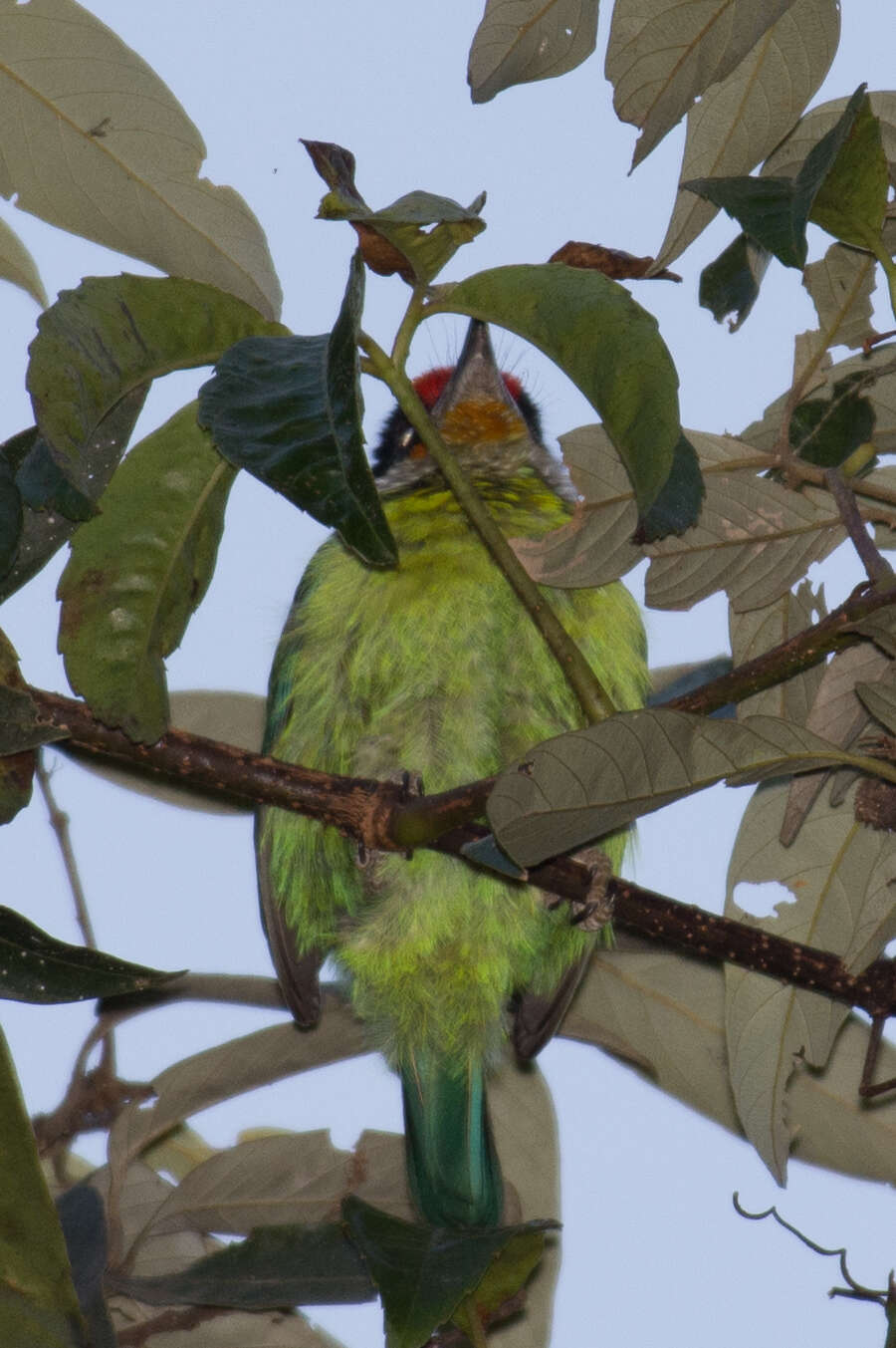 Image of Golden-throated Barbet