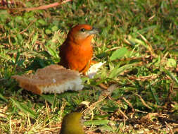 Image of Red Tanager