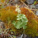 Image of buttercup suksdorfia