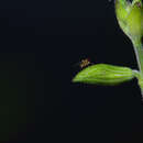 Image of Vegetable leafminer