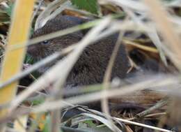 Image of long-tailed vole