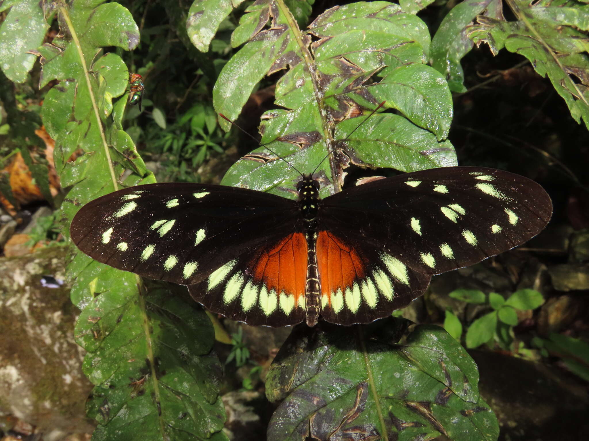 Image of <i>Heliconius <i>hecalesia</i></i> hecalesia