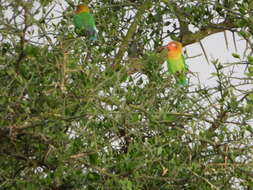 Image of Fischer's Lovebird