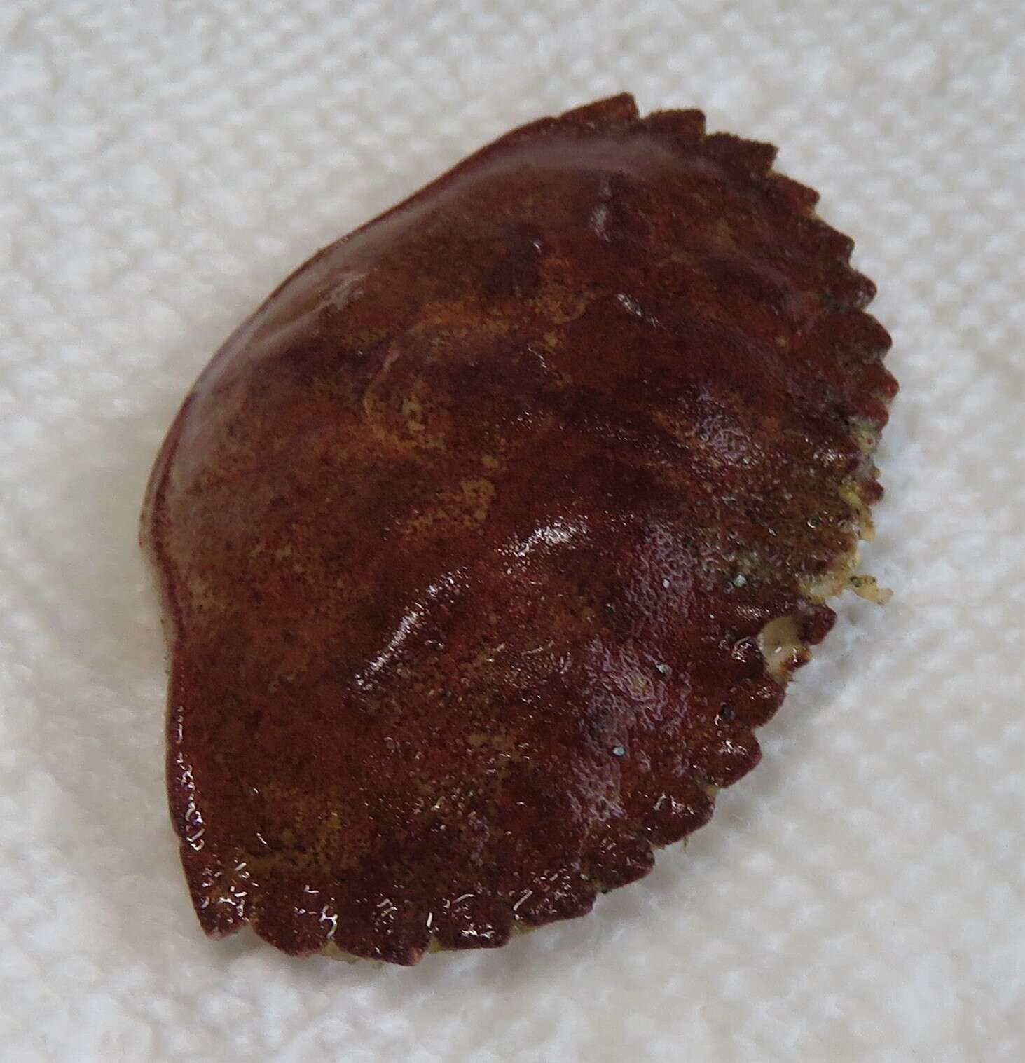 Image of <i>Metacarcinus anthonyi</i>