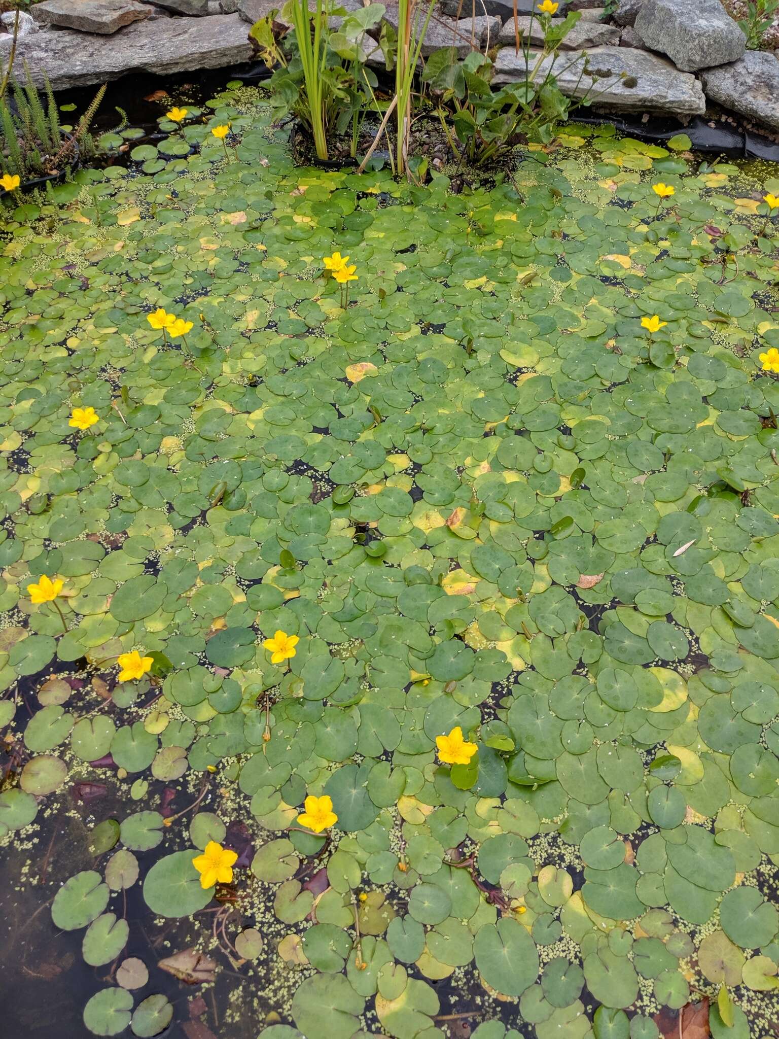 Image of yellow floatingheart