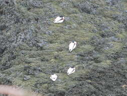 Image of shelduck, common shelduck