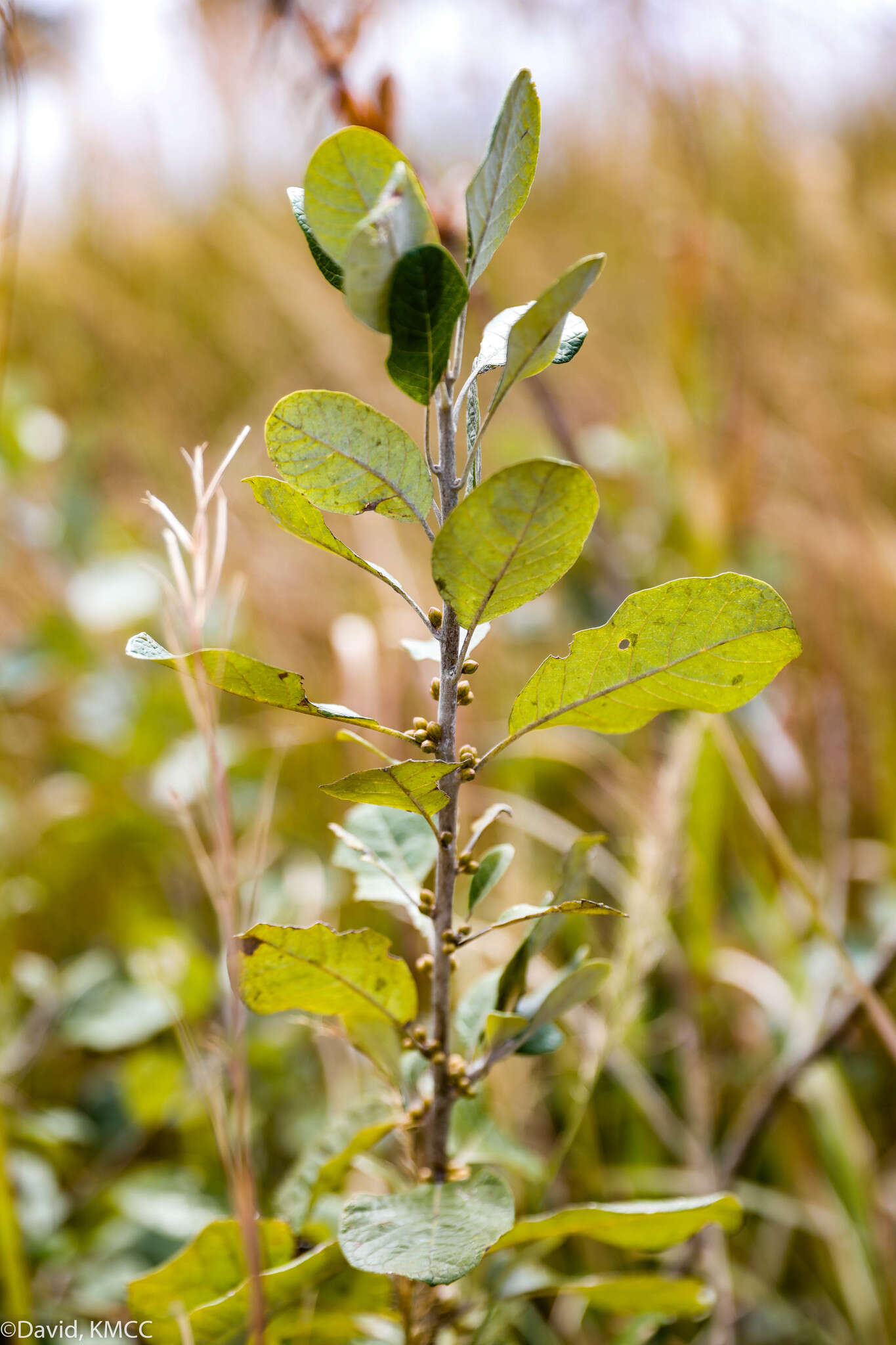 Image of Brachylaena ramiflora Humbert