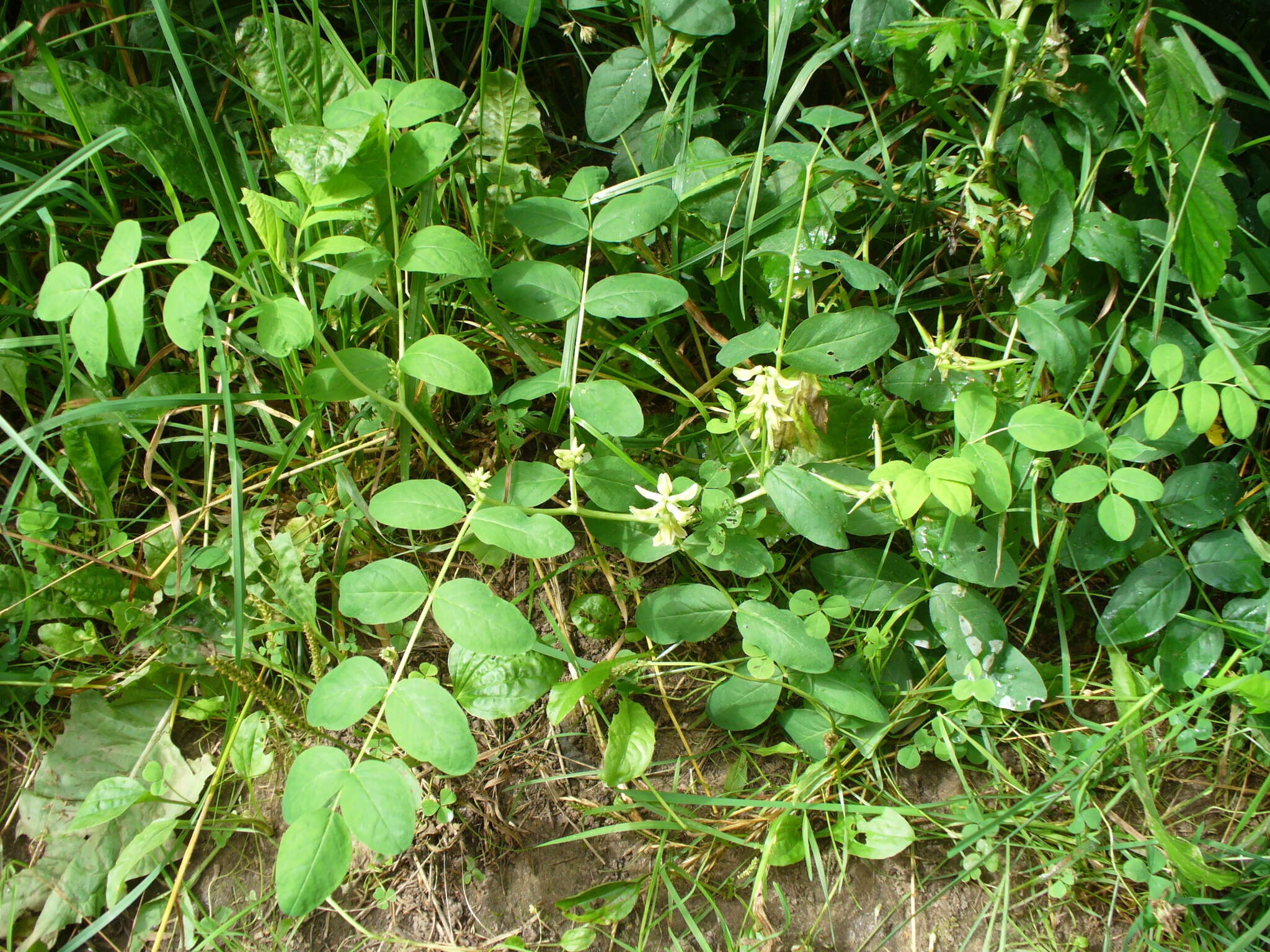 Image of licorice milkvetch