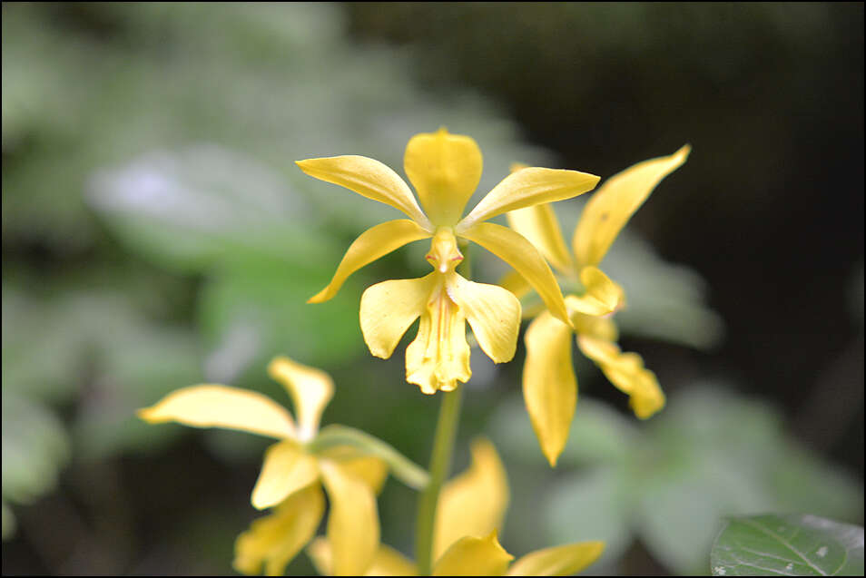 Image of Calanthe striata R. Br. ex Spreng.