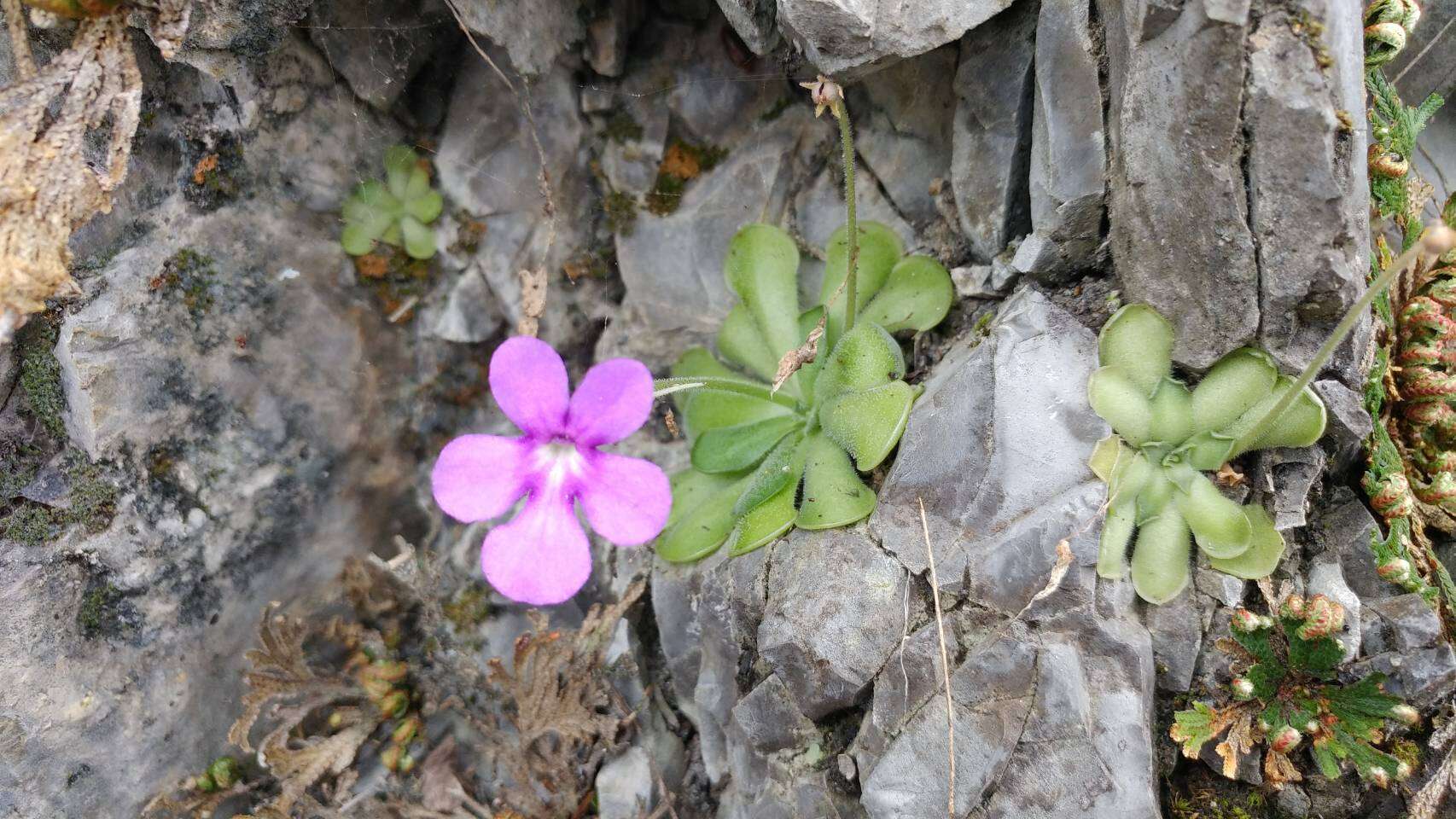 Image of Pinguicula cyclosecta Casper