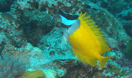 Image of Foxface rabbitfish