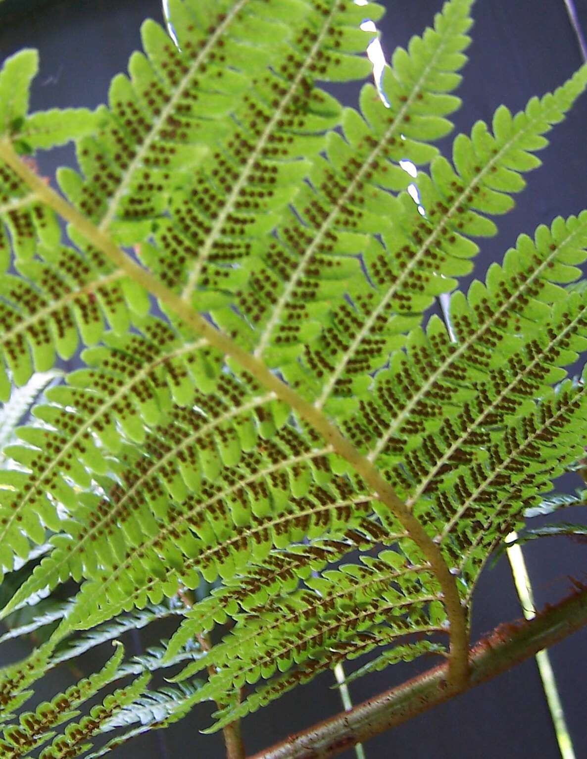 Image of Australian Tree Fern