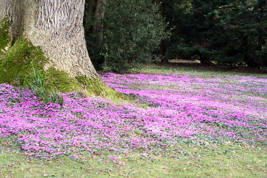 Image of Cyclamen coum Miller