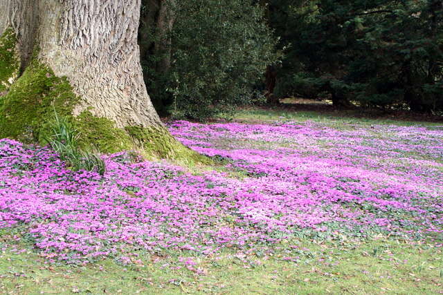 Image of Cyclamen coum Miller