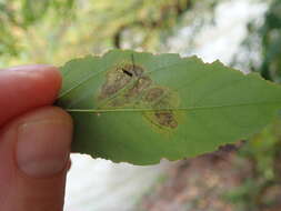 Image of Chrysaster ostensackenella (Fitch 1859)