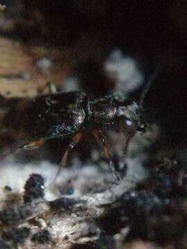 Imagem de Asaphidion flavipes (Linnaeus 1760)