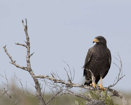 Image of Cuban Black Hawk