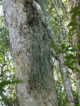 Слика од Rhipsalis baccifera subsp. mauritiana (DC.) Barthlott