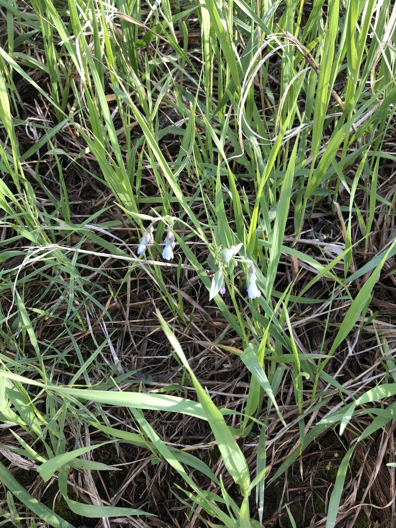 Image of prairie bluebells