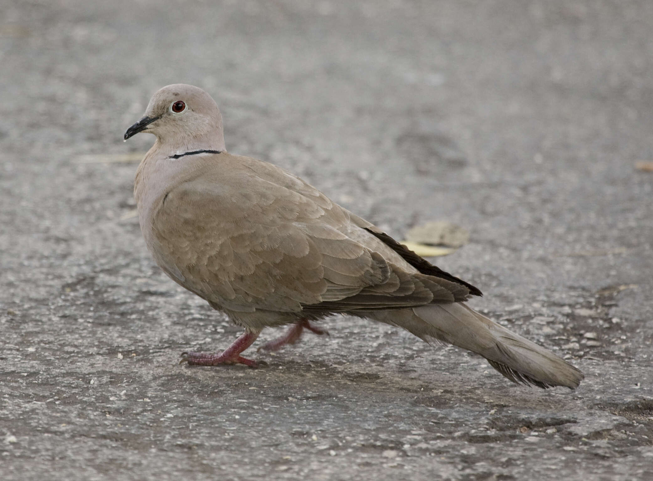 Image of Streptopelia Bonaparte 1855