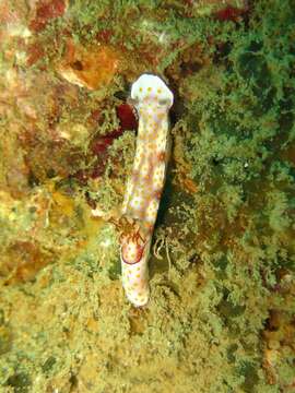 Image de Hypselodoris pulchella (Rüppell & Leuckart 1830)