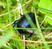 Слика од Geotrupes stercorarius (Linnaeus 1758)