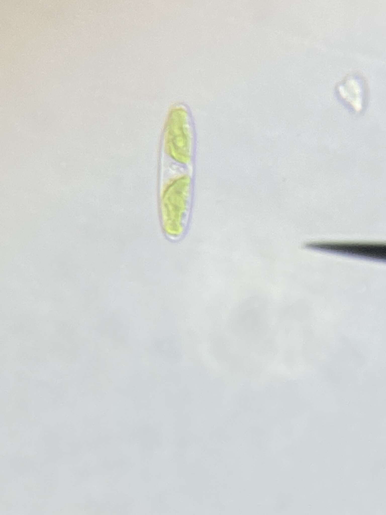 صورة Tortitaenia bahusiensis (Nordstedt & Lütkemüller) Coesel 2002