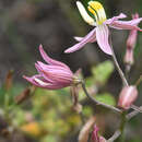 Image of Cyanella lutea subsp. rosea (Eckl. ex Baker) J. C. Manning & Goldblatt