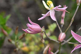 Image of Cyanella lutea subsp. rosea (Eckl. ex Baker) J. C. Manning & Goldblatt