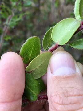 Plancia ëd Arctostaphylos nummularia subsp. nummularia