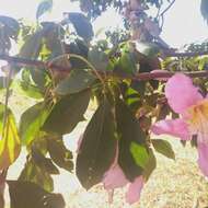 Image of Ceiba pubiflora (A. St.-Hil.) Schum.